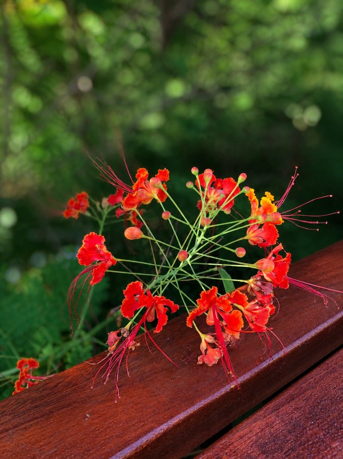  Fire Tree 17
